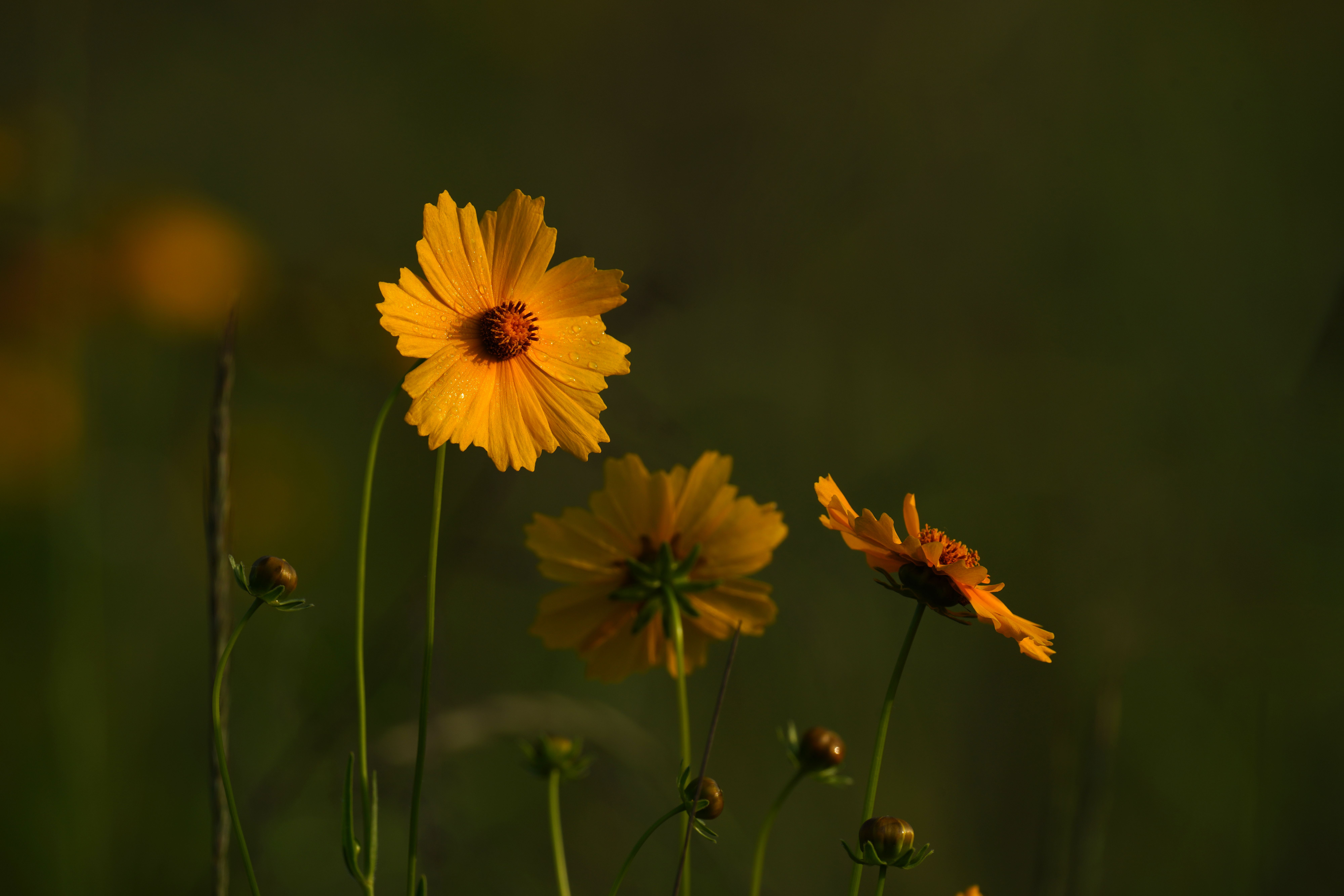 Yellow Flowers on a Field · Free Stock Photo