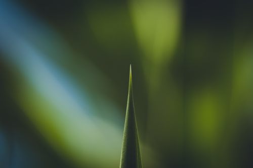 Free Artistic close-up of a single green leaf with blurred natural background. Stock Photo