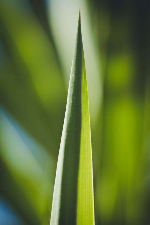 Gratis stockfoto met aloë, blad, detailopname