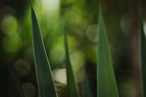 Free Green leaves in a close-up with a soft, natural bokeh background. Perfect for nature lovers. Stock Photo