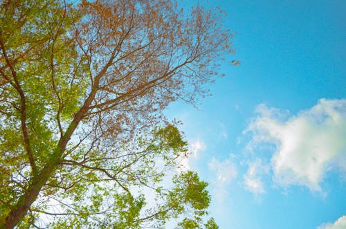 Free stock photo of clouds, hanoi, nature