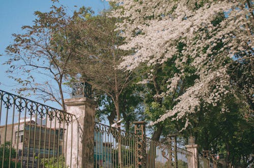 Free stock photo of hanoi, nature, park