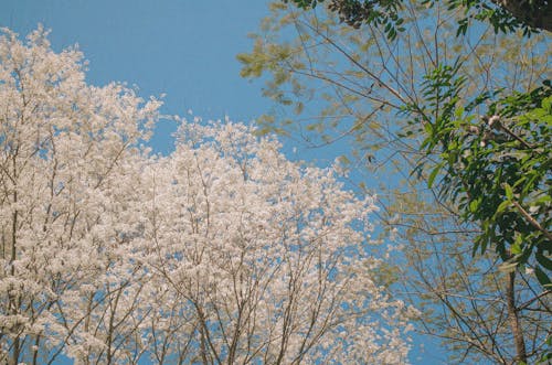 Foto profissional grátis de árvores, aumento, blososm