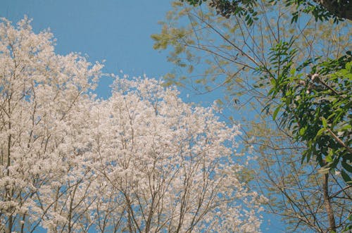 View of a Cherry Blossom and Green Trees under a Clear, Blue Sky 