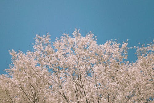 Free stock photo of blue sky, flower, hanoi