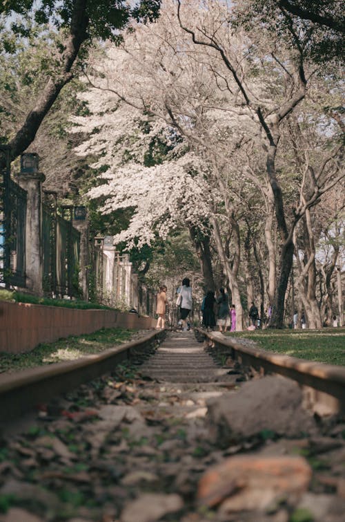 View of an Old Railway in a Park under Flowering Trees