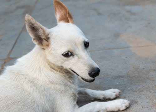 Foto d'estoc gratuïta de a l'aire lliure, amic, animal