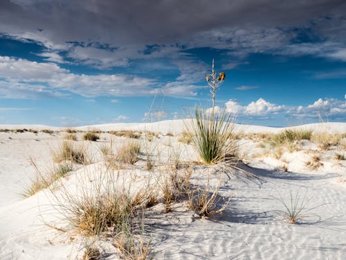 Plant on Desert under Amazing Clouds