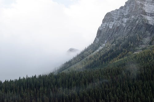 Free View of Rocky Mountains and Coniferous Forest in Dense Clouds  Stock Photo