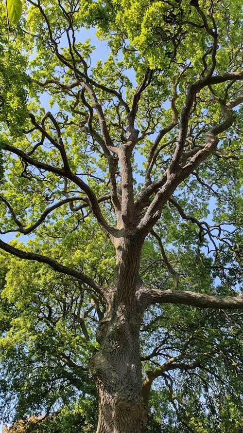 Low Angle Shot of a Tree with Green Leaves 