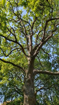 Low angle view of a flourishing oak tree with vibrant green leaves set against a clear blue summer sky.