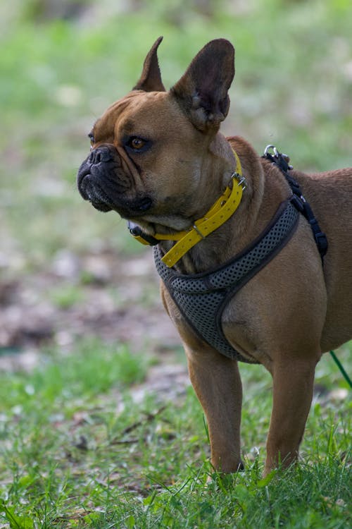 Ingyenes stockfotó francia bulldog, függőleges lövés, házi kedvenc témában Stockfotó