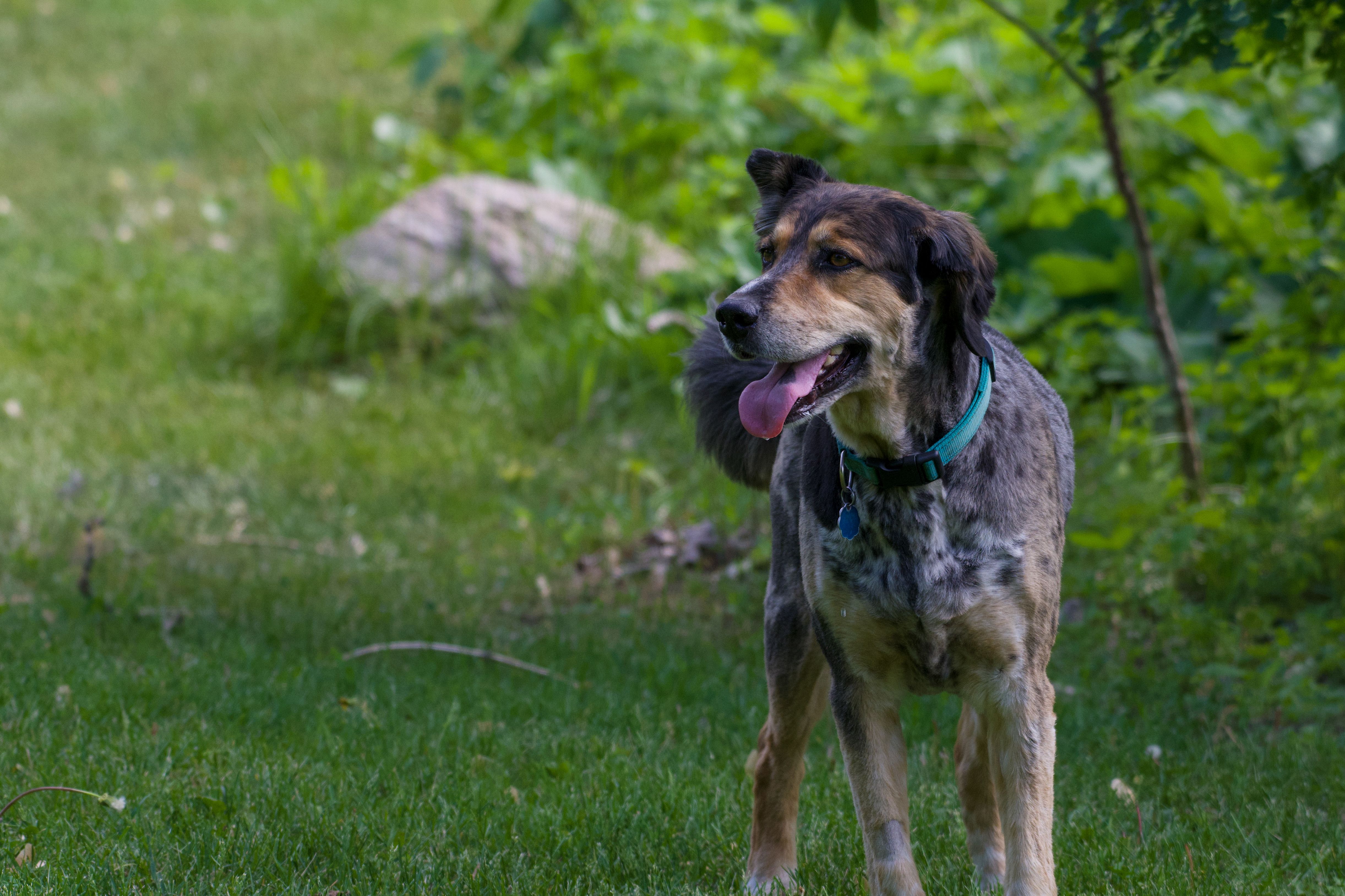 Two dog DNA test kits, one Embark and one Wisdom Panel, side by side