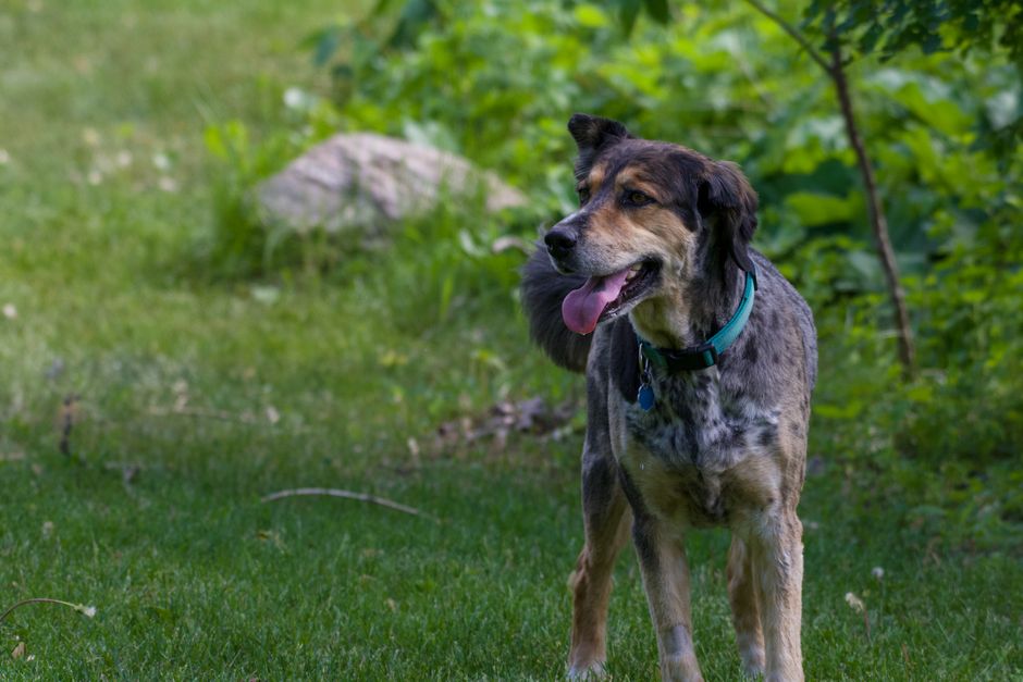 Why Does My Dog Pant at Night? Causes & When to Worry