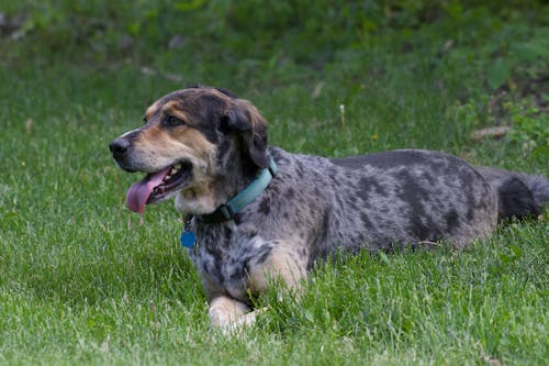 A Dog Lying in Grass