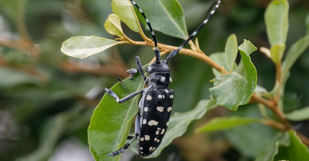 Long White Insect Close-up of a White-spotted Longicorn Beetle · Free Stock Photo