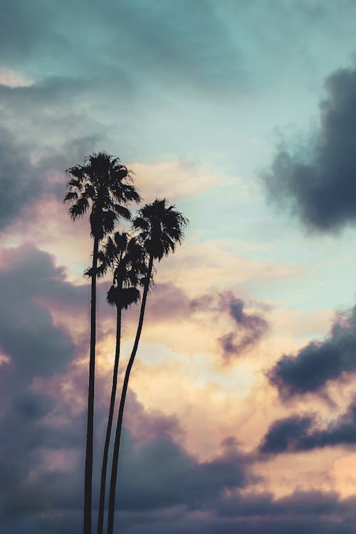 Silhouette Of Palm Trees