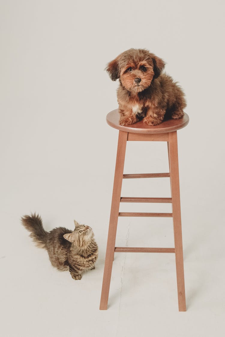 Dog And Cat Posing In White Studio Background