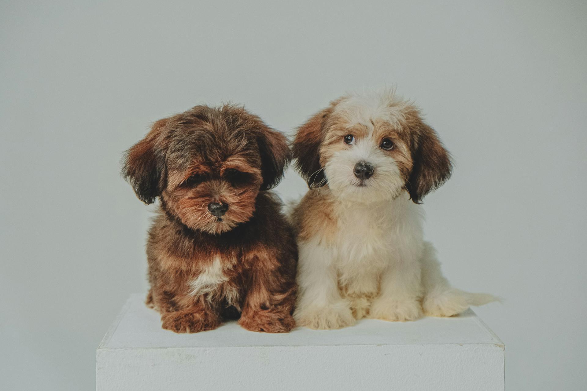 Twee schattige Havanese hondjes