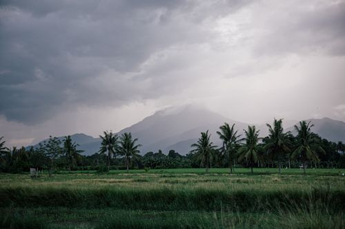 Free Lush tropical scene with palm trees and mountain backdrop under an overcast sky. Stock Photo