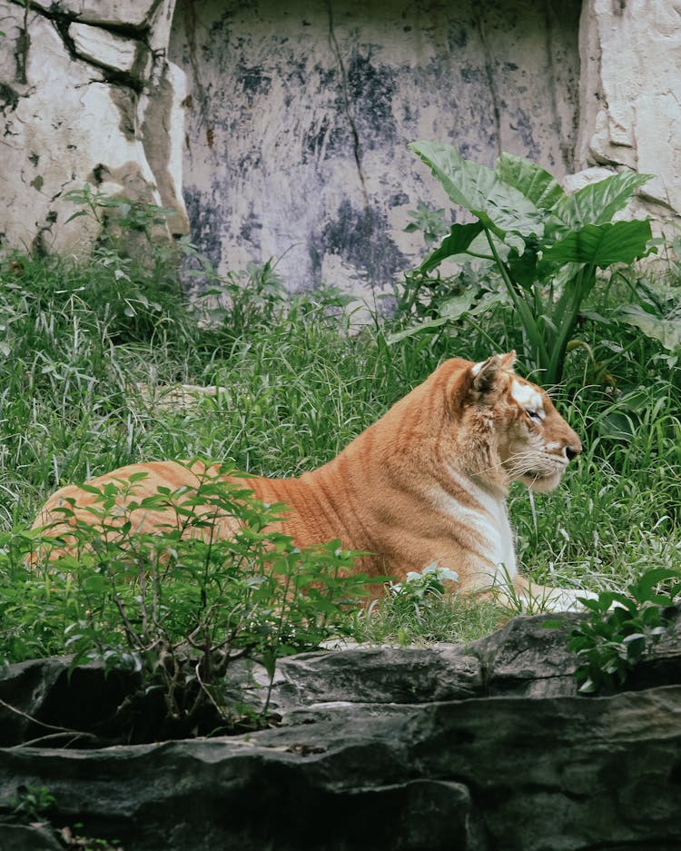 Tiger Lying In Tall Grass At A Zoo Enclosure