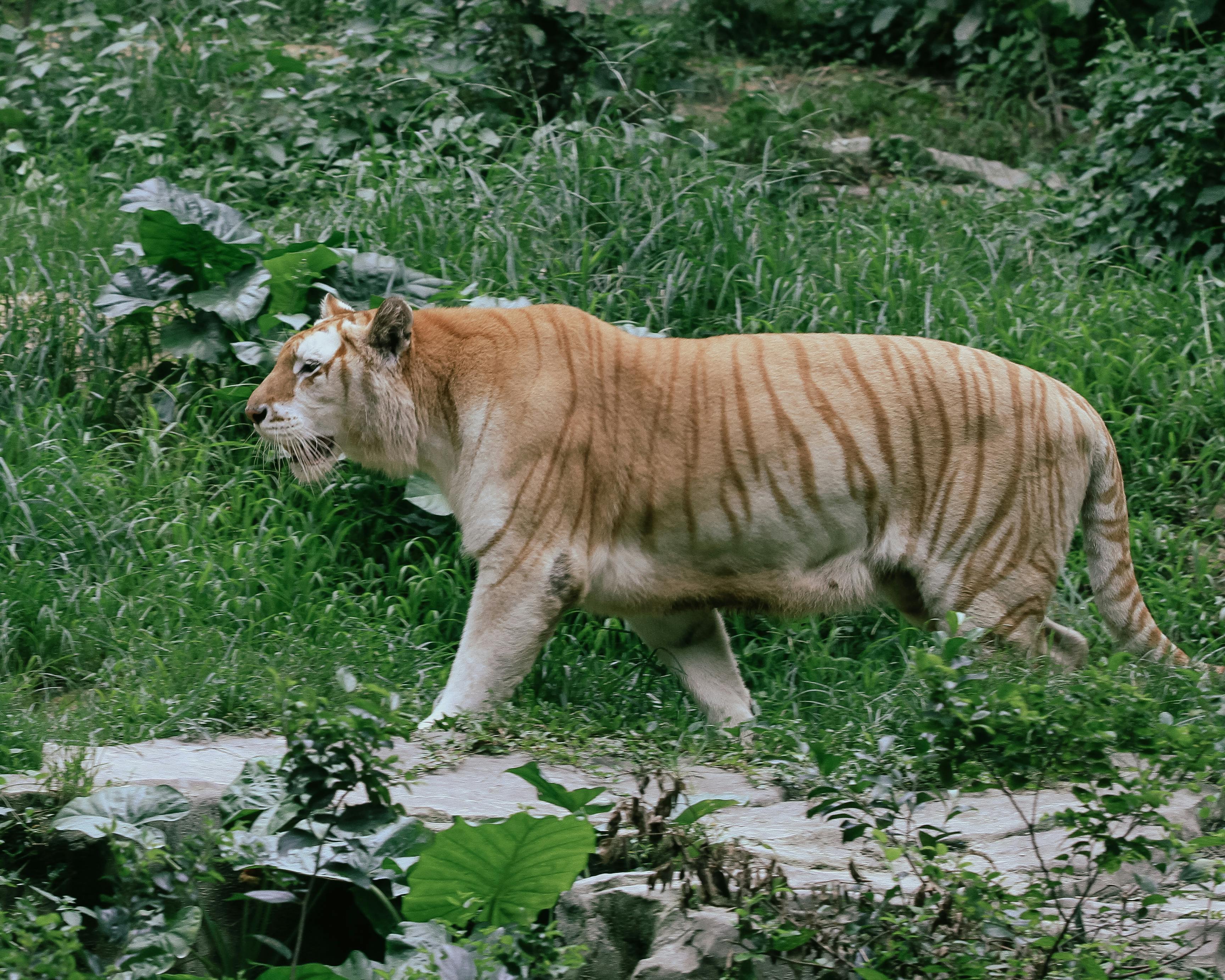 A Tiger Roaring on a Field · Free Stock Photo