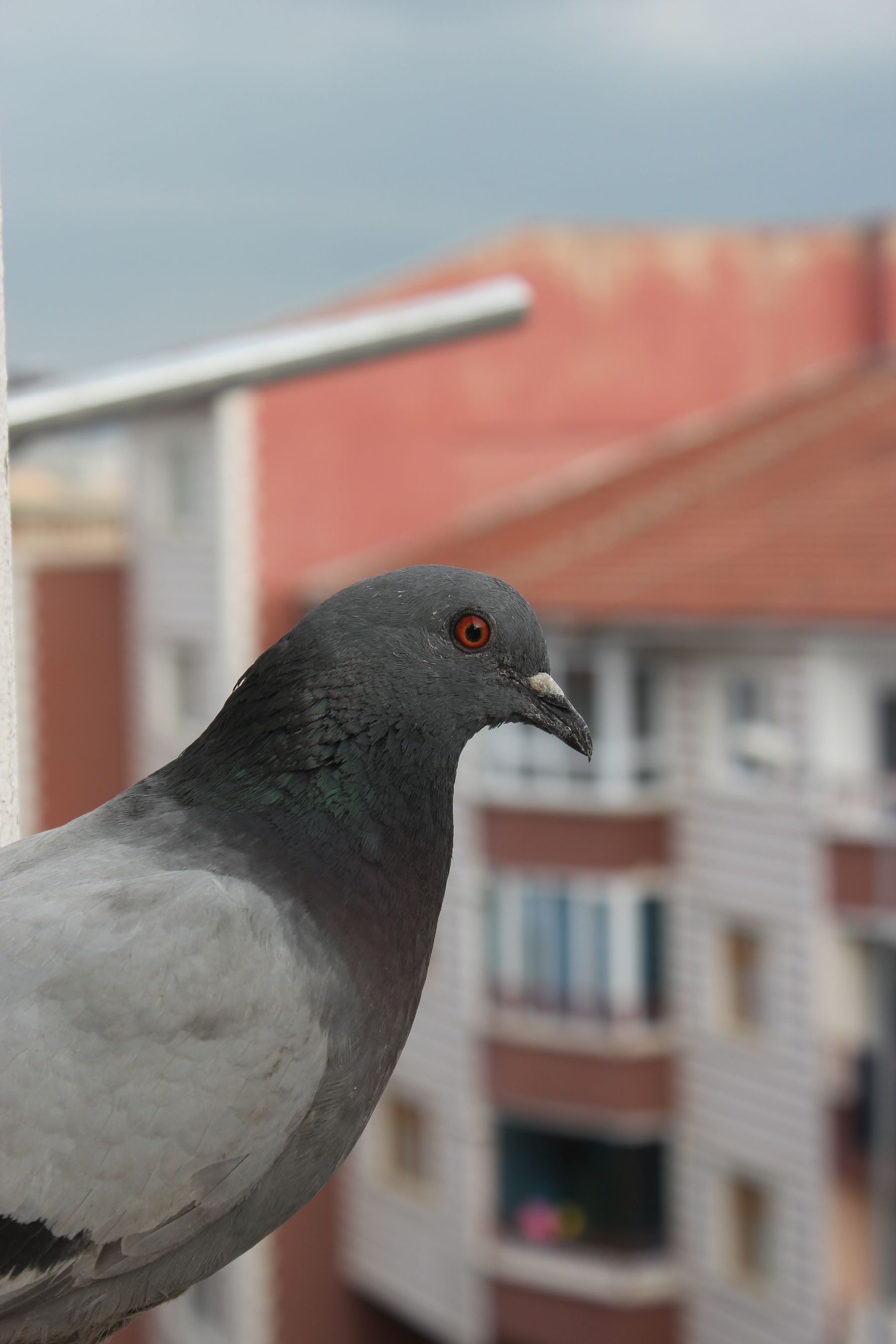 Bird Control