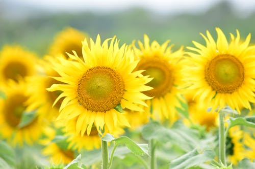 Yellow Sunflowers Flowers