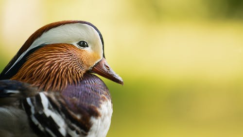 Kostnadsfri bild av djur, fågel, mandarin anka