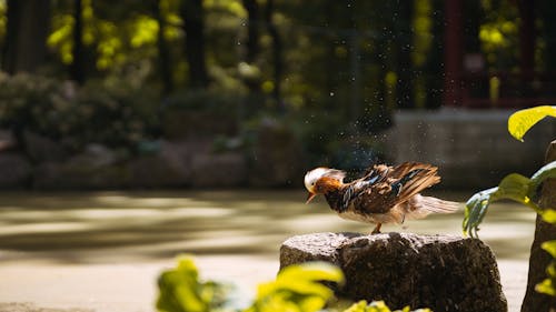 Kostnadsfri bild av bada, djurfotografi, droppar