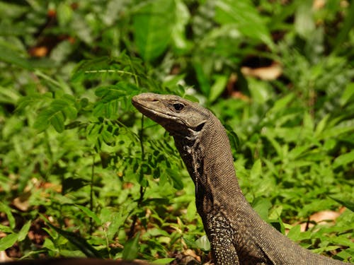 Bengal Monitor Lizard Standing Alert in a Jungle Undergrowth