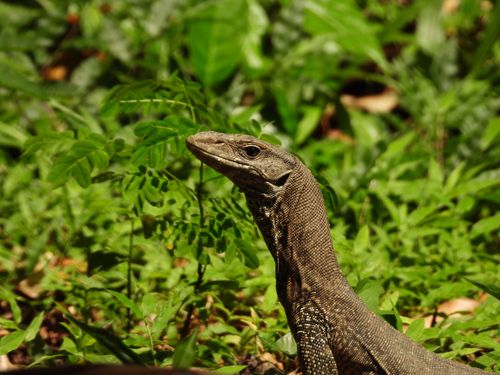 Free Bengal monitor lizard in natural jungle habitat, surrounded by lush green foliage. Stock Photo