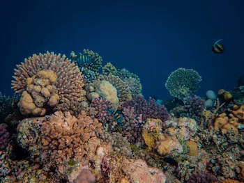Bassin présentant l'environnement nommé Lagon de transition
