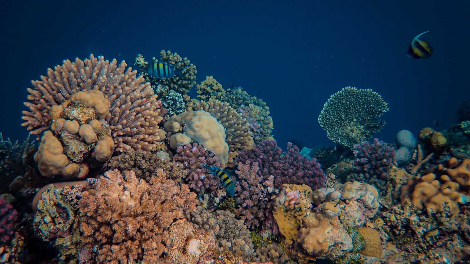 Coral reef and tropical fish, representative of the Forgotten Islands, Indonesia