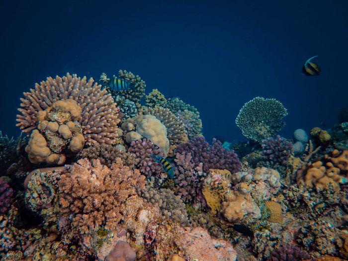 Coral reef and reef fish, current-swept waters typical of northern Komodo