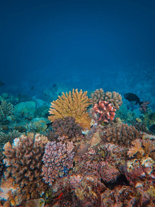 Underwater Photo of a Colorful Coral Reef