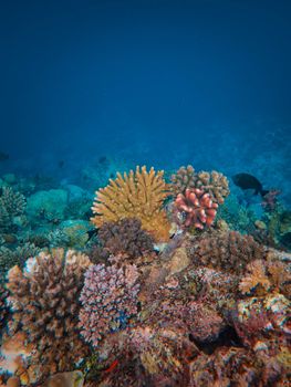 Explore a vibrant coral reef scene beneath the ocean's surface showcasing diverse marine life.