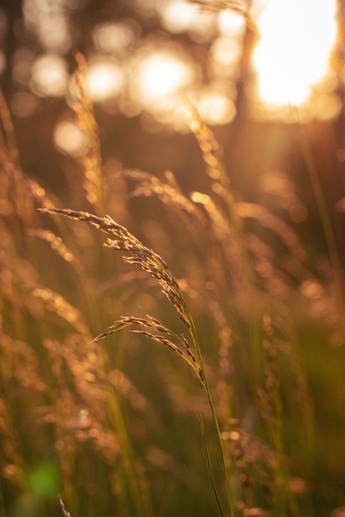 Free Close-up of golden grasses glowing in the sunset, capturing nature's serene beauty. Stock Photo
