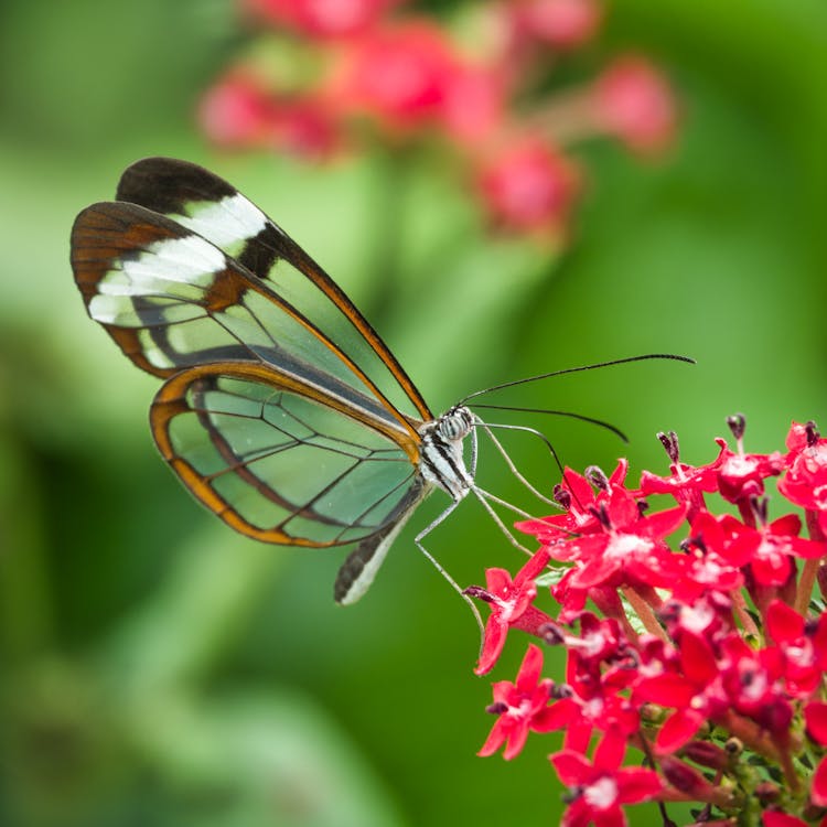 Butterfly On A Red Flower