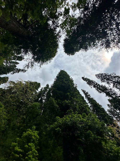 คลังภาพถ่ายฟรี ของ ด้านล่างโดยตรง, ต้นไม้, ทัศนียภาพ