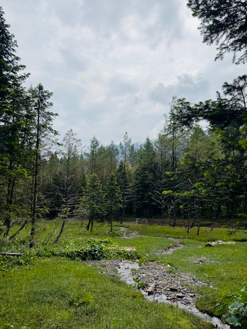 Stream in a Forest