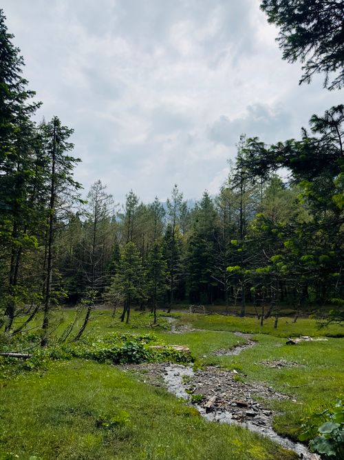 Free A calm stream winding through a lush forest under a cloudy sky, capturing nature's tranquility. Stock Photo