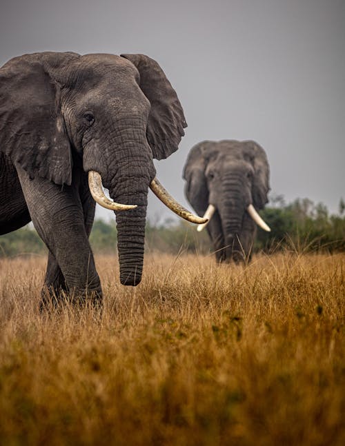 Elephants on Savanna