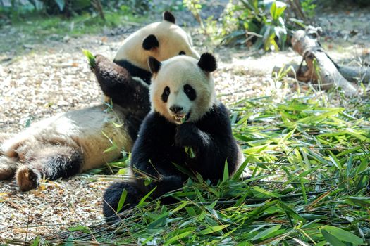 Immagine gratuita di adorabile, ailuropoda melanoleuca, albero
