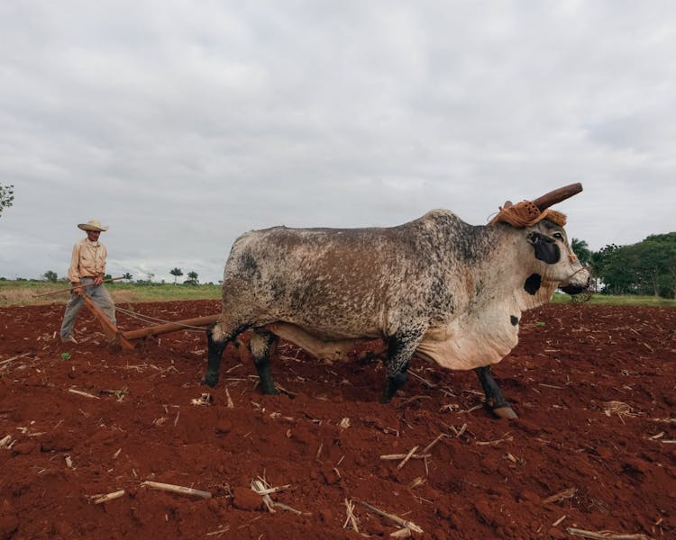 Farmer With Oxes On Field