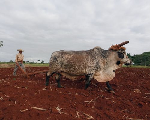 Free Rural farmer using oxen to plow a field under an overcast sky, showcasing traditional agriculture methods. Stock Photo