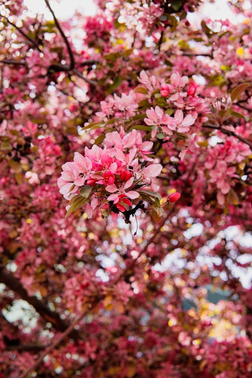 Immagine gratuita di albero, apple, fiori