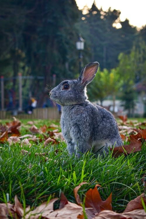 ウサギ, セレクティブフォーカス, パークの無料の写真素材