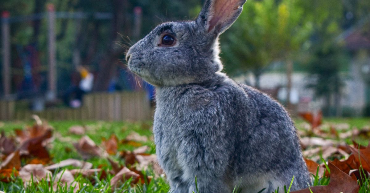 Nps Rabbit Rabbit in Park · Free Stock Photo