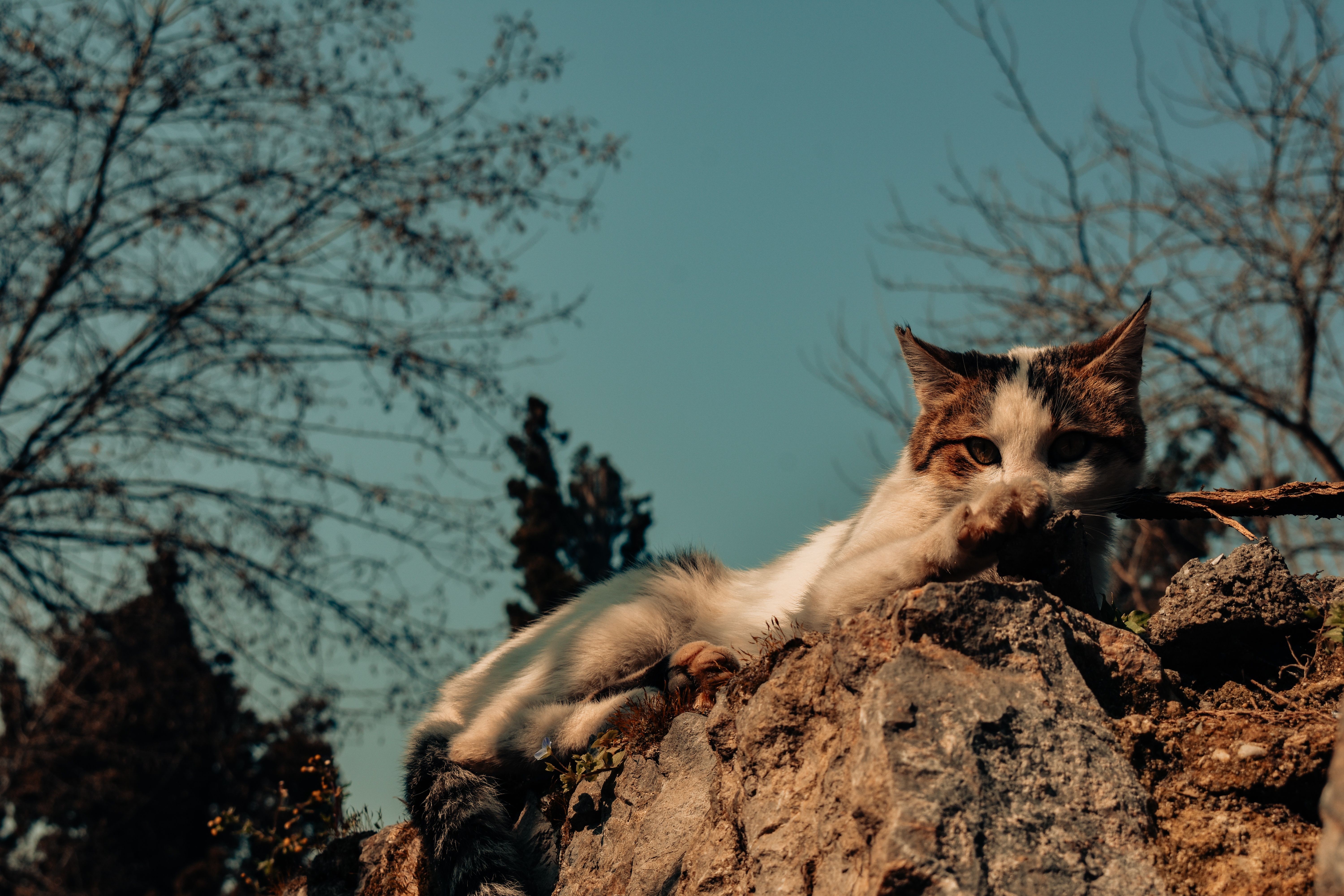 A cat laying on a rock with a stick in its mouth · Free Stock Photo